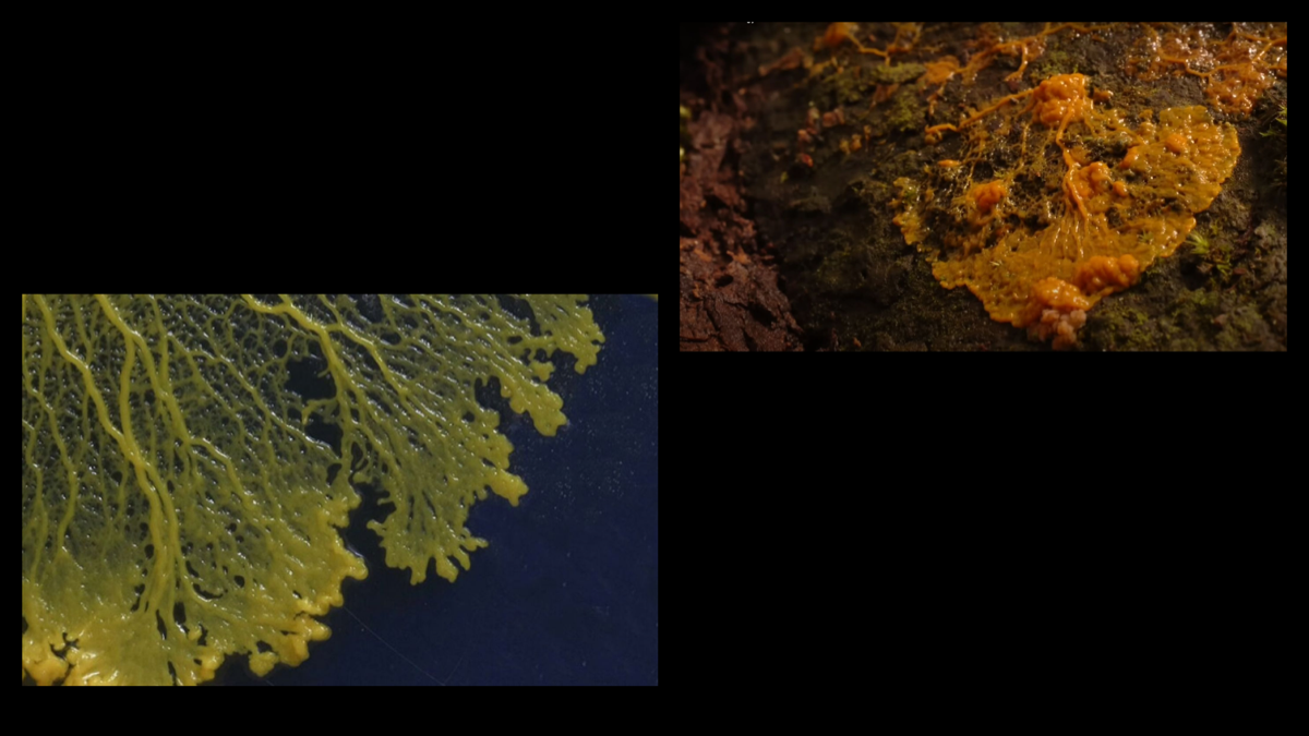 From 4 to 40 Product Managers: How and How Not to Scale